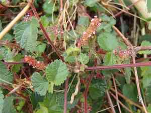 California copperleaf(Acalypha californica)