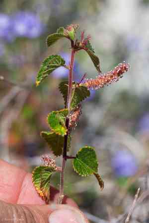 California copperleaf(Acalypha californica)