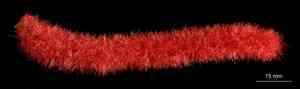 Red hot cat's tail(Acalypha hispida)