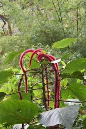 Red hot cat's tail(Acalypha hispida)