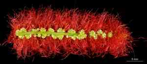 Red hot cat's tail(Acalypha hispida)