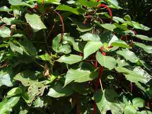 Red hot cat's tail(Acalypha hispida)