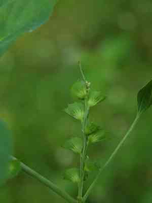 Indian acalypha(Acalypha indica)