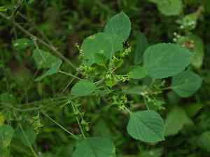 Indian acalypha(Acalypha indica)