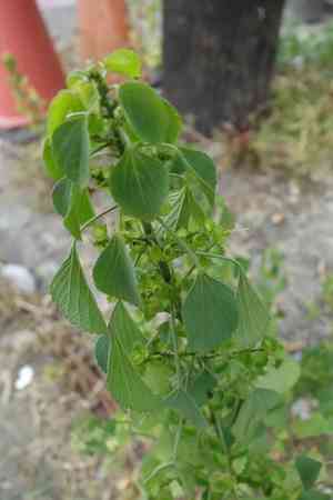 Indian acalypha(Acalypha indica)