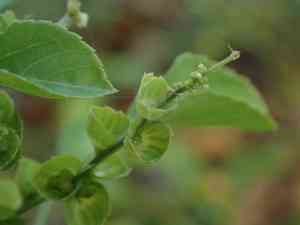 Indian acalypha(Acalypha indica)
