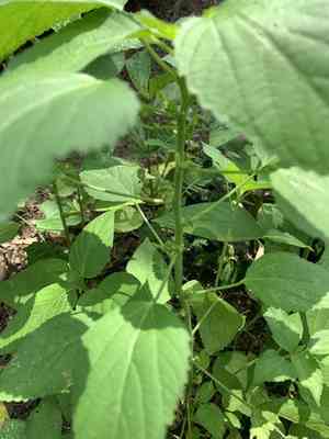 Toothed bract indian copperleaf(Acalypha lanceolata)