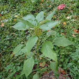 Toothed bract indian copperleaf(Acalypha lanceolata)