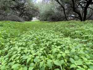 New mexico copperleaf(Acalypha neomexicana)