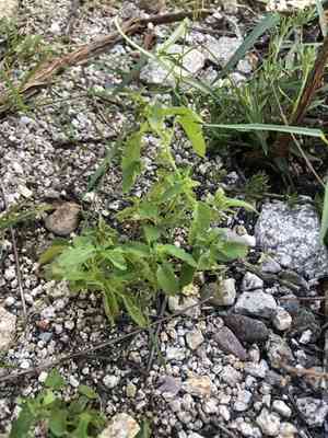 New mexico copperleaf(Acalypha neomexicana)