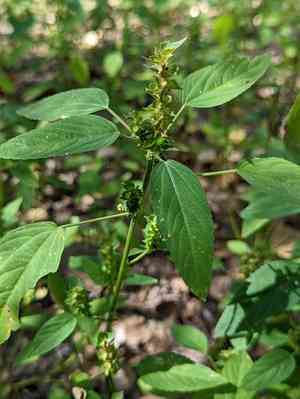 New mexico copperleaf(Acalypha neomexicana)