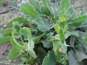 New mexico copperleaf(Acalypha neomexicana)