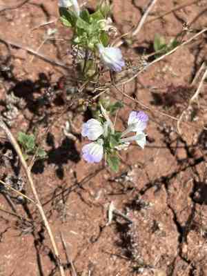 San diego thorn-mint(Acanthomintha ilicifolia)