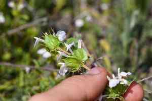 San diego thorn-mint(Acanthomintha ilicifolia)