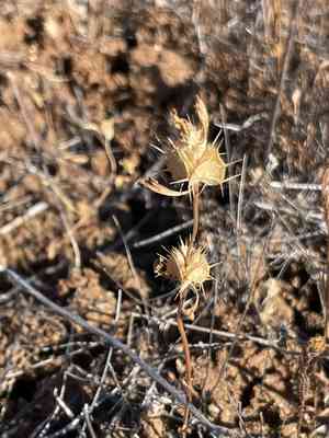 San diego thorn-mint(Acanthomintha ilicifolia)
