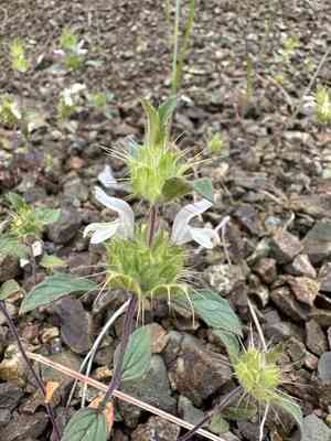 Santa clara thorn-mint(Acanthomintha lanceolata)