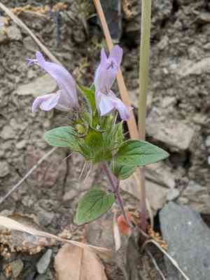 Santa clara thorn-mint(Acanthomintha lanceolata)