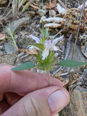 Santa clara thorn-mint(Acanthomintha lanceolata)