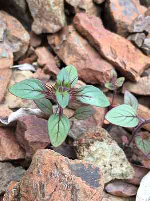 Santa clara thorn-mint(Acanthomintha lanceolata)