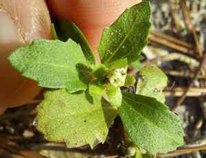 Paraguayan starbur(Acanthospermum australe)