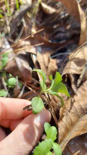 Paraguayan starbur(Acanthospermum australe)