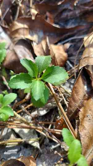 Paraguayan starbur(Acanthospermum australe)