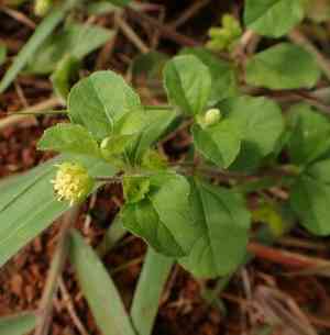 Paraguayan starbur(Acanthospermum australe)