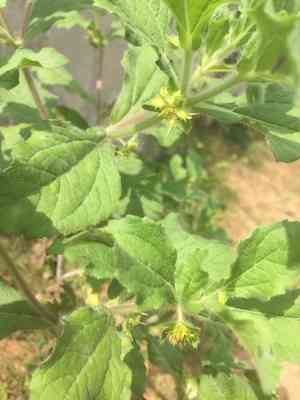Hispid starburr(Acanthospermum hispidum)