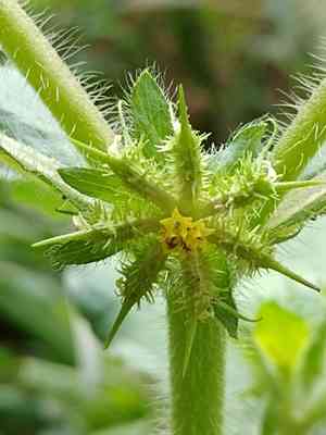 Hispid starburr(Acanthospermum hispidum)
