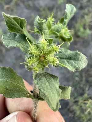Hispid starburr(Acanthospermum hispidum)