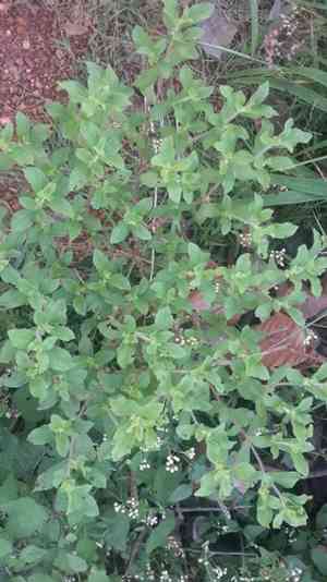 Hispid starburr(Acanthospermum hispidum)