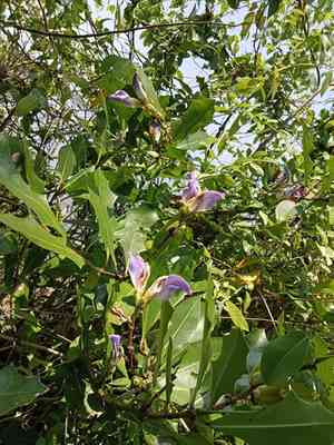 Holy mangrove(Acanthus ilicifolius)