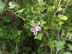 Holy mangrove(Acanthus ilicifolius)