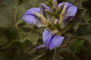 Holy mangrove(Acanthus ilicifolius)