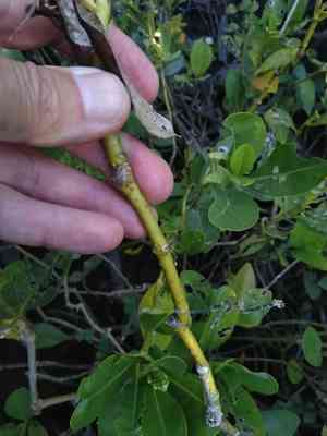 Holy mangrove(Acanthus ilicifolius)