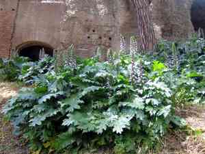Bear's breech(Acanthus mollis)