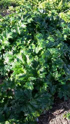 Bear's breech(Acanthus mollis)