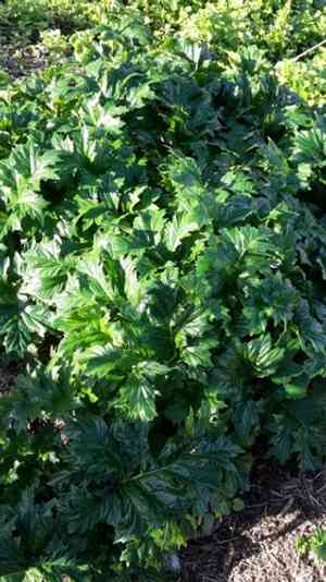 Bear's breech(Acanthus mollis)