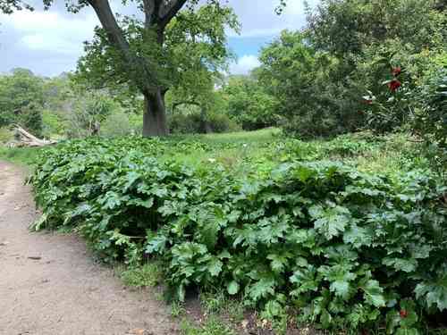 Bear's breech(Acanthus mollis)