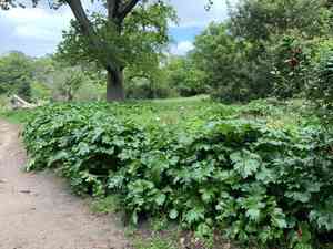 Bear's breech(Acanthus mollis)