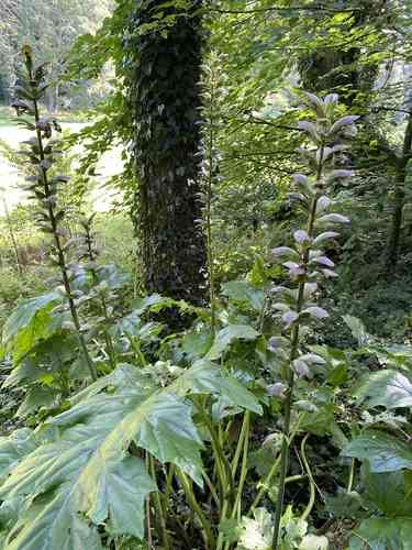 Bear's breech(Acanthus mollis)