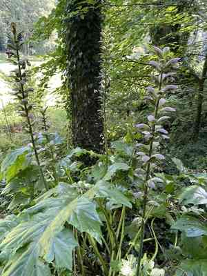Bear's breech(Acanthus mollis)