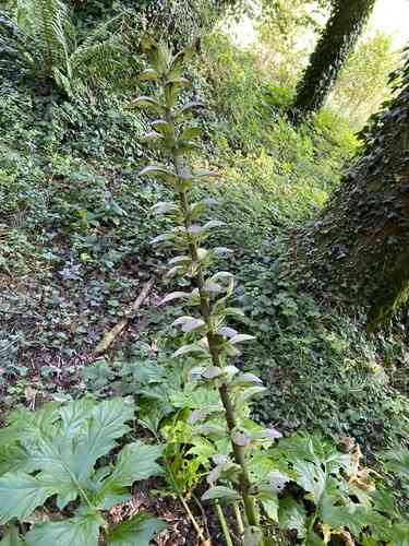 Bear's breech(Acanthus mollis)