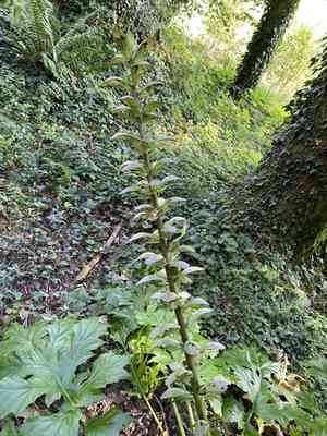Bear's breech(Acanthus mollis)
