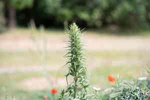 Spiny bear's breech(Acanthus spinosus)