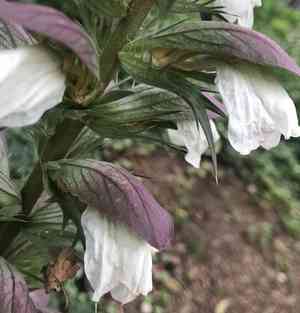 Spiny bear's breech(Acanthus spinosus)