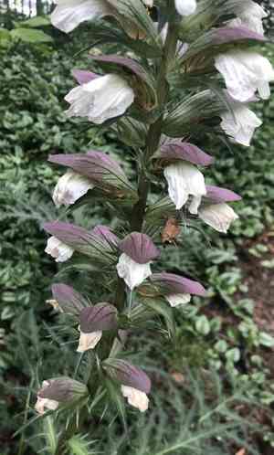 Spiny bear's breech(Acanthus spinosus)