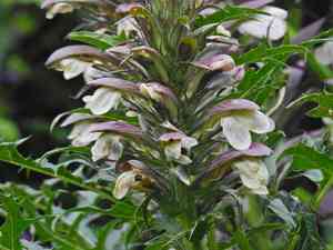 Spiny bear's breech(Acanthus spinosus)
