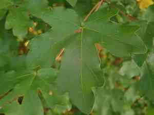 Field maple(Acer campestre)