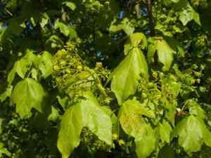 Field maple(Acer campestre)